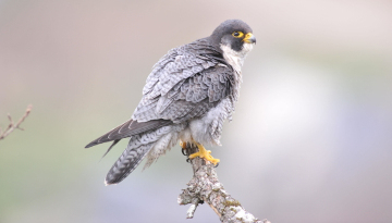 Faucon pèlerin (Falco peregrinus)