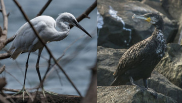 Aigrette garzette et Grand cormoran