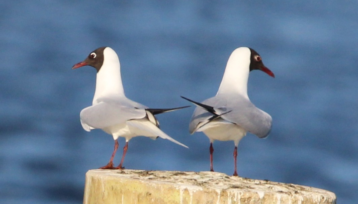 Mouette rieuse