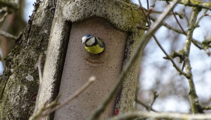 Mésange bleue sortant du nid