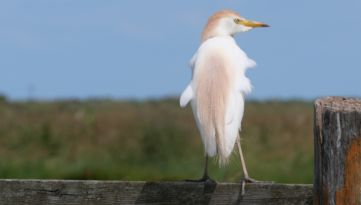 La Balade crépusculaire à la réserve naturelle de Moëze-Oléron