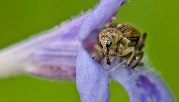 Balanin des noisettes (Curculio nucum)