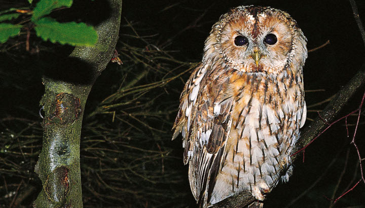 Chouette hulotte (Strix aluco) © Maurice Chatelain