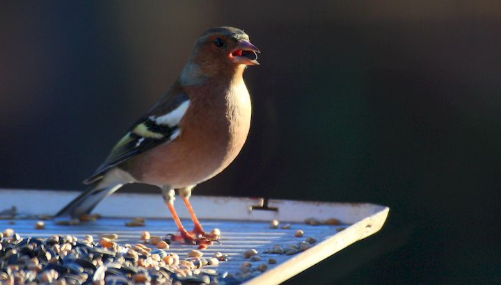 Pinson des arbres ©F.M. Nougaret