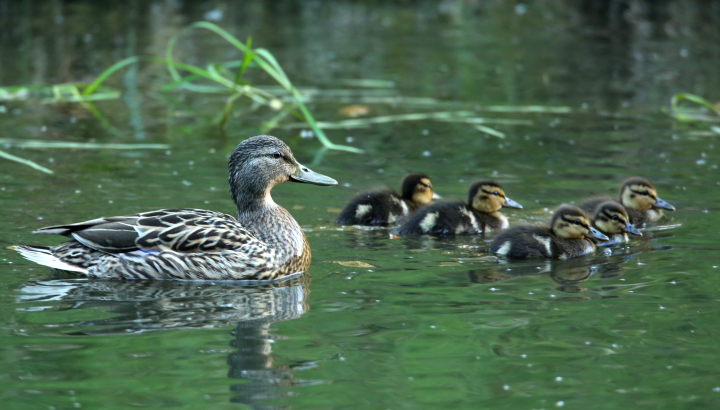 Canard colvert et ses canetons