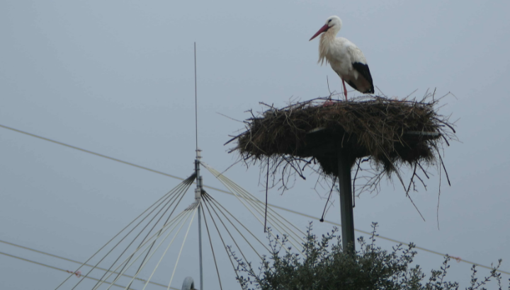 Plateforme à cigognes © Thierry Bara ENEDIS