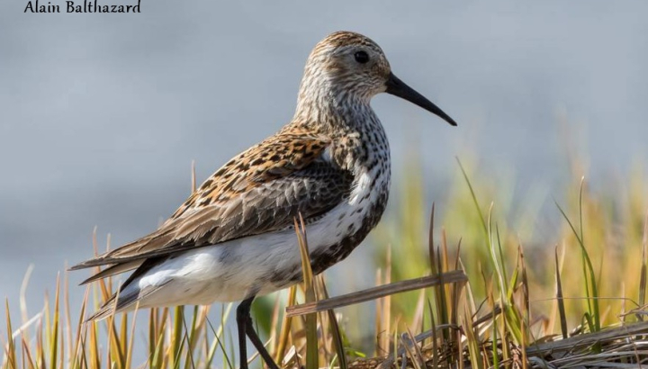 Bécasseau Variable