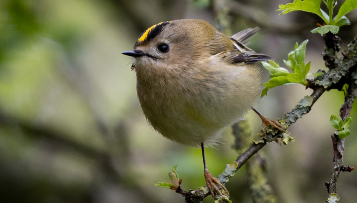 Roitelet huppé (Regulus regulus) / Pixabay