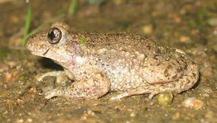 Alyte accoucheur (Alytes obstetricans) © Alain Hiver