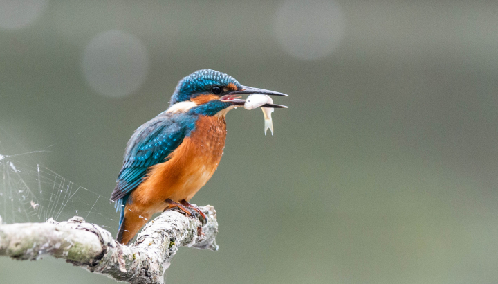 Martin pêcheur @JMF