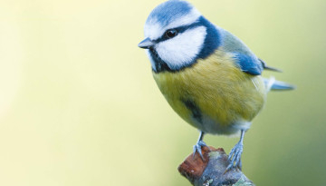 Mésange bleue posée sur une souche