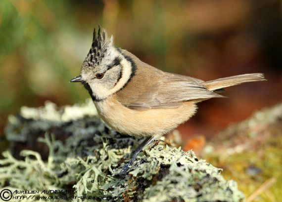 Mésange huppée (Lophophanes cristatus)