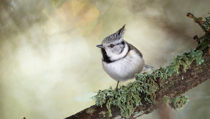 Mésange huppée (Lophophanes cristatus) © Antoine Dusart / LPO