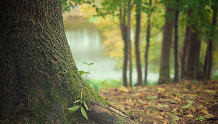 au pied d'un arbre