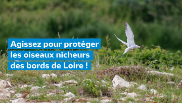 Agissez pour protéger les oiseaux nicheurs des bords de Loire !