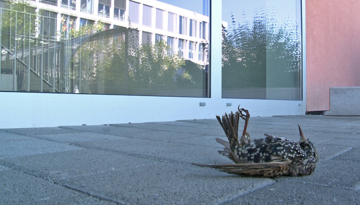 panneau exposition Le verre, un piège mortel pour les oiseaux