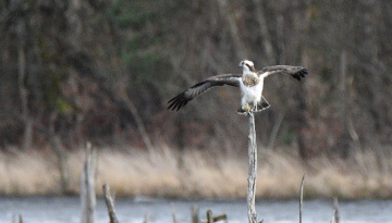 Balbuzard pêcheur