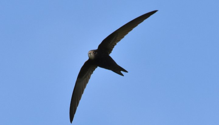 Martinet noir en vol dans le ciel bleu