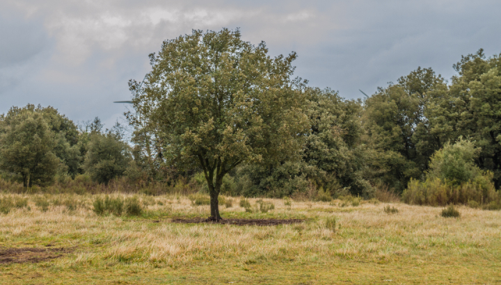 premier panneau de l'exposition l'arbre et la haie