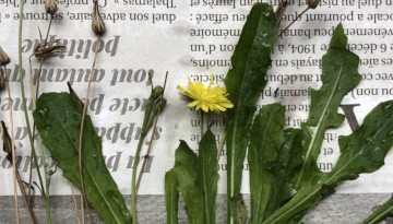 Réalisation d'un herbier © Nicolas Macaire / LPO