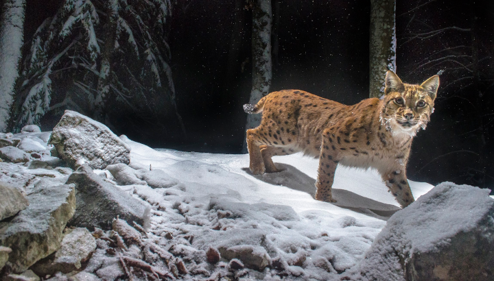 Lynx dans la neige