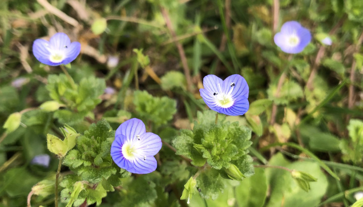 Véronique de Perse (Veronica persica) © Nicolas Macaire / LPO