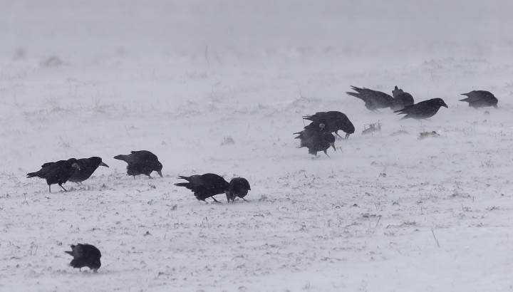 Corbeaux freux cherchant de la nourriture dans un sol enneigé