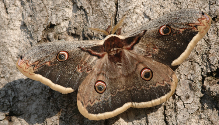 Grand paon de nuit (Saturnia pyri) © Nicolas Maurel